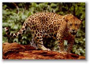 Desmonte cercano a la Reserva Yaguaround&iacute; en Misiones donde predomina el h&aacute;bitat del Jaguar