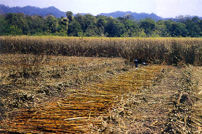 Subsecretario de la Ecolog&igrave;a de Misiones: Rodolfo  Fessler.