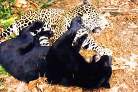 Jaguares